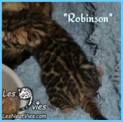 Chat-bengal Robinson (2014-04-09)