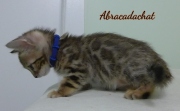 2023-02-04-8-semaines-Abracadachat-chaton-bengal-1