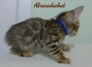 2023-02-04-8-semaines-Abracadachat-chaton-bengal-3