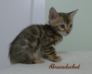 2023-02-04-8-semaines-Abracadachat-chaton-bengal-4