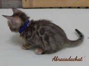 2023-02-04-8-semaines-Abracadachat-chaton-bengal-5