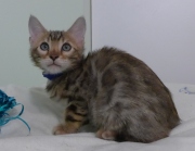 2023-03-03-11-semaines-Abracadachat-chaton-bengal-1