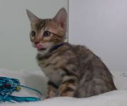 2023-03-03-11-semaines-Abracadachat-chaton-bengal-4