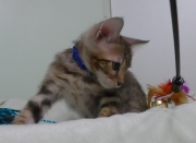 2023-03-03-11-semaines-Abracadachat-chaton-bengal-5