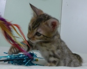 2023-03-03-11-semaines-Abracadachat-chaton-bengal-8