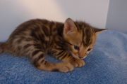 2023-01-08-1-mois-Hocus-Pocus-chaton-bengal-2