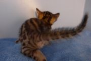 2023-01-08-1-mois-Hocus-Pocus-chaton-bengal-3