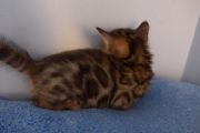 2023-01-08-1-mois-Hocus-Pocus-chaton-bengal-4