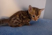 2023-01-08-1-mois-Hocus-Pocus-chaton-bengal-5