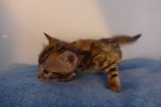 2023-01-08-1-mois-Hocus-Pocus-chaton-bengal-6