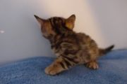 2023-01-08-1-mois-Hocus-Pocus-chaton-bengal-7