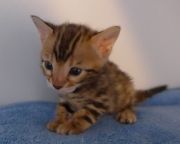 2023-01-08-1-mois-Hocus-Pocus-chaton-bengal-9