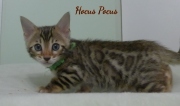 2023-02-04-8-semaines-Hocus-Pocus-chaton-bengal-1