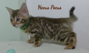 2023-02-04-8-semaines-Hocus-Pocus-chaton-bengal-2