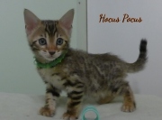 2023-02-04-8-semaines-Hocus-Pocus-chaton-bengal-3