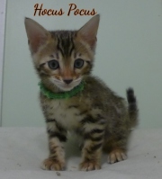 2023-02-04-8-semaines-Hocus-Pocus-chaton-bengal-4