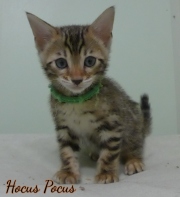 2023-02-04-8-semaines-Hocus-Pocus-chaton-bengal-5