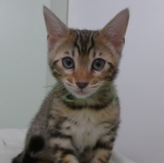 2023-03-03-11-semaines-Hocus-Pocus-chaton-bengal-2