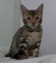 2023-03-03-11-semaines-Hocus-Pocus-chaton-bengal-3