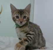 2023-03-03-11-semaines-Hocus-Pocus-chaton-bengal-4