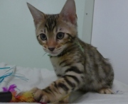 2023-03-03-11-semaines-Hocus-Pocus-chaton-bengal-5