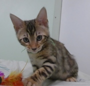 2023-03-03-11-semaines-Hocus-Pocus-chaton-bengal-6