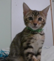 2023-03-03-11-semaines-Hocus-Pocus-chaton-bengal-8