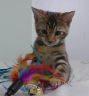2023-03-03-11-semaines-Hocus-Pocus-chaton-bengal-9
