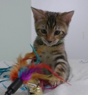 2023-03-03-11-semaines-Hocus-Pocus-chaton-bengal-9