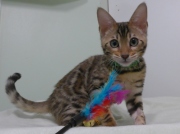 2023-04-18-4-mois-Hocus-Pocus-chaton-bengal-1