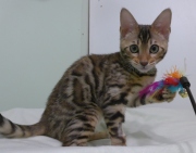 2023-04-18-4-mois-Hocus-Pocus-chaton-bengal-2