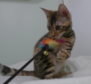 2023-04-18-4-mois-Hocus-Pocus-chaton-bengal-3