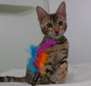 2023-04-18-4-mois-Hocus-Pocus-chaton-bengal-4