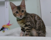 2023-04-18-4-mois-Hocus-Pocus-chaton-bengal-5