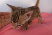 2023-01-08-1-mois-Madame-Irma-chaton-bengal-12