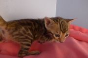 2023-01-08-1-mois-Madame-Irma-chaton-bengal-2