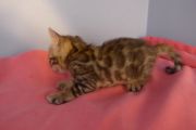 2023-01-08-1-mois-Madame-Irma-chaton-bengal-4