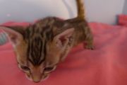 2023-01-08-1-mois-Madame-Irma-chaton-bengal-5