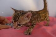 2023-01-08-1-mois-Madame-Irma-chaton-bengal-7