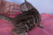 2023-01-08-1-mois-Madame-Irma-chaton-bengal-9