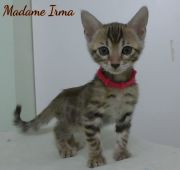 2023-02-04-8-semaines-Madame-Irma-chaton-bengal-6