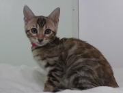 2023-03-03-11-semaines-Madame-Irma-chaton-bengal-1