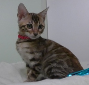 2023-03-03-11-semaines-Madame-Irma-chaton-bengal-2