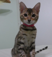 2023-04-18-4-mois-Madame-Irma-chaton-bengal-1