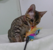 2023-04-18-4-mois-Madame-Irma-chaton-bengal-2