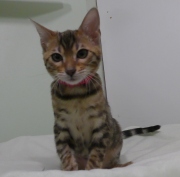 2023-04-18-4-mois-Madame-Irma-chaton-bengal-3