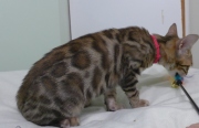 2023-04-18-4-mois-Madame-Irma-chaton-bengal-4