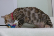 2023-04-18-4-mois-Madame-Irma-chaton-bengal-5