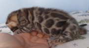 2022-01-22-2-semaines-Hardy-chaton-bengal-1