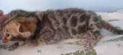 2022-01-22-2-semaines-Hardy-chaton-bengal-3